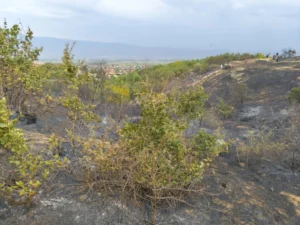 Струмичките пожарникари вчера изгаснаа два големи пожари, едниот намерно подметнат