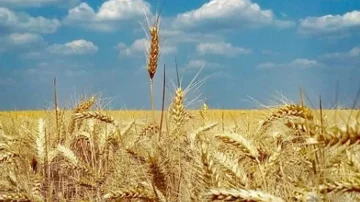 ЖИТОТО СЕ ОТКУПИ ЗА ЏАБЕ, ПРЕКУПЦИТЕ ЌАРИЈА, ЗЕМЈОДЕЛЦИТЕ ГНЕВНИ: Бараат по пет денари за килограм од Интервентниот фонд