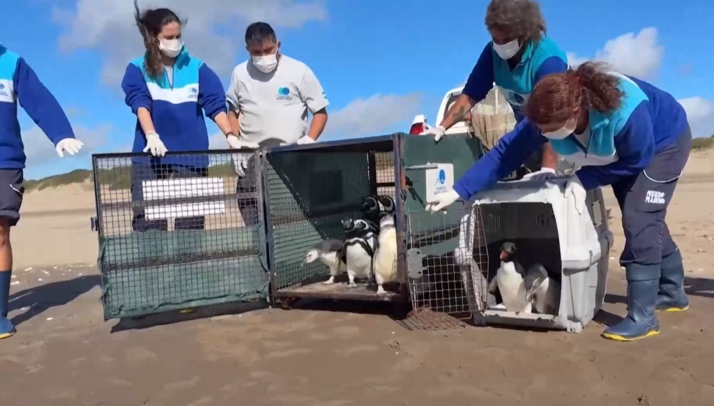 По успешно лекување: Во Аргентина на слобода пуштени 15 пингвини