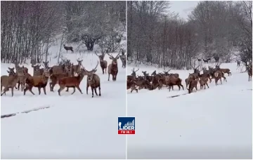 Репродуктивниот центар за елени во Галичица – од 30 порасна на над 200 единки