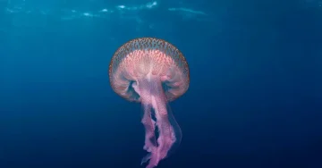 МЕДУЗИ ГО ПРЕПЛАВИЈА МОРЕТО КАЈ ИСТРА: Експертите апелираат на претпазливост