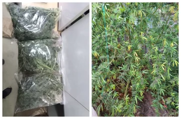 ПЕТ ТОНИ МАРИХУАНА ОД МАКЕДОНИЈА ВО СРБИЈА: Уапсен и сопственик на фирма од Скопје за медицински канабис