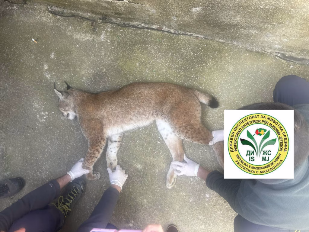 Прегазен редок балкански рис на Буково, пронајдени мртви и два орли во Кавадаречко