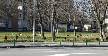 Анима Мунди: Кој носи кучиња-скитници од Албанија во Скопје?