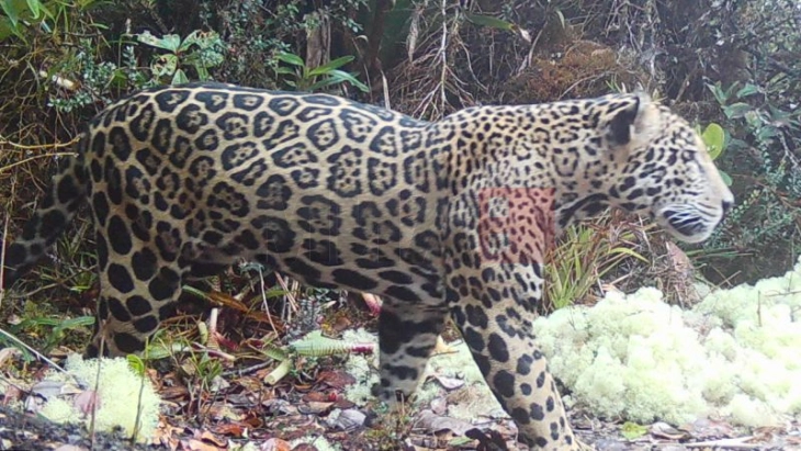 Нова надеж за загрозениот див свет: Редок јагуар повторно забележан во планините на Хондурас