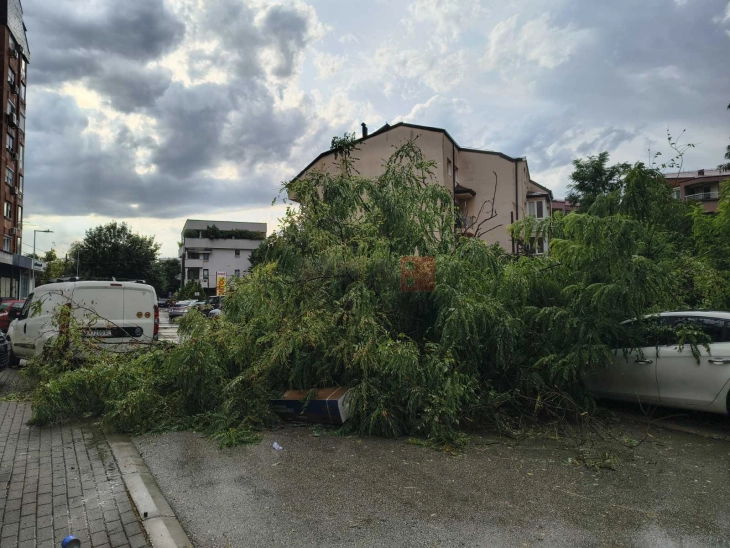 Општина Кисела Вода: Паднати дрвја и искршени гранки низ повеќе места, активиран е Кризниот штаб