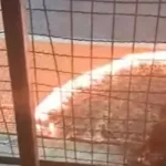 Срамно: Вечерва намерно запален баскет теренот во Радишани (Видео)