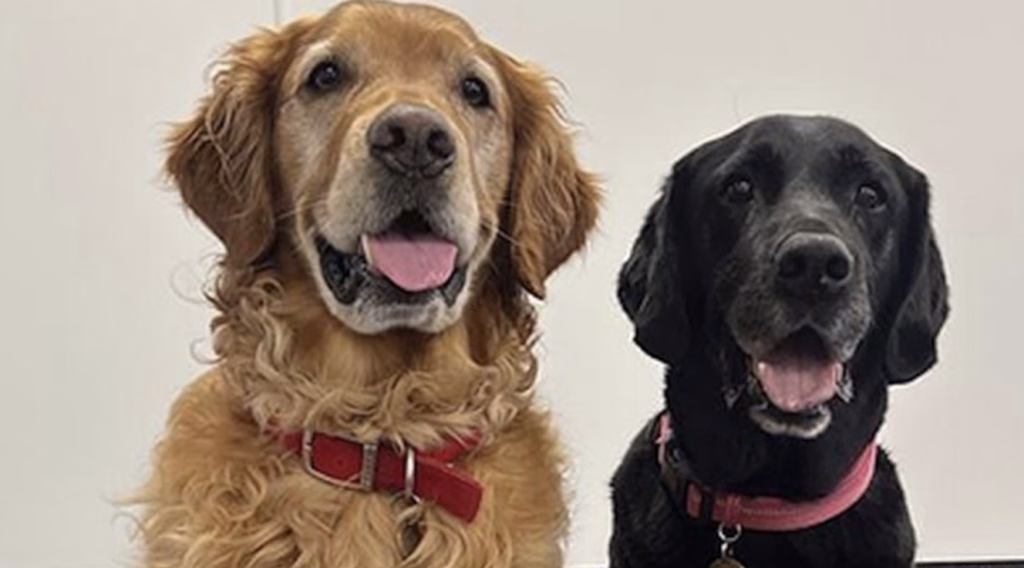 Кучиња ја „насетуваат“ Паркинсоновата болест со години пред појавата на симптомите