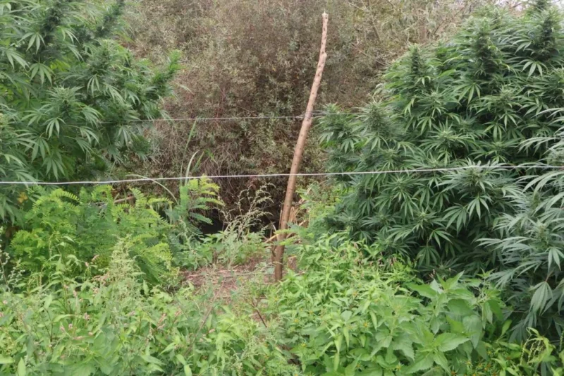 [ФОТО] Откриена нелегална плантажа на канабис во Струмичко: Одземени 680 килограми стебла, двајца уапсени