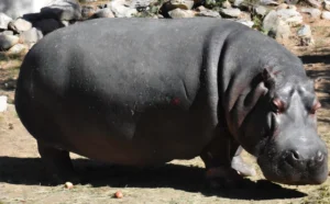 Во битолската Зоолошка градина почина нилскиот коњ Берта