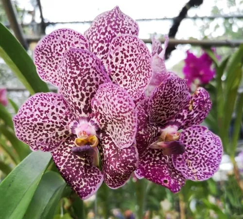 Не е ни чудо што венеат, кога првото нешто што го правите со нив е она што не ви треба: 5 грешки што ги сушат вашите орхидеи