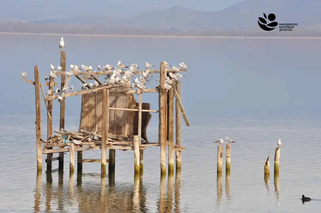 МЕД: Попишани над 35 300 единки од 44 различни видови водни птици на трите природни езера во Македонија