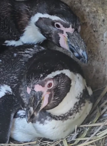 (ВИДЕО) ПРИНОВА ВО ЗОО СКОПЈЕ: Пингвините Лила и Џонатан од загрозениот вид „Хамболт“ добија бебе