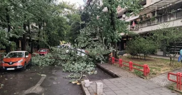 (ФОТО) ПАДНАТИ ДРВЈА ПО УЛИЦИТЕ: Силниот ветер направи штети во Центар и Капиштец