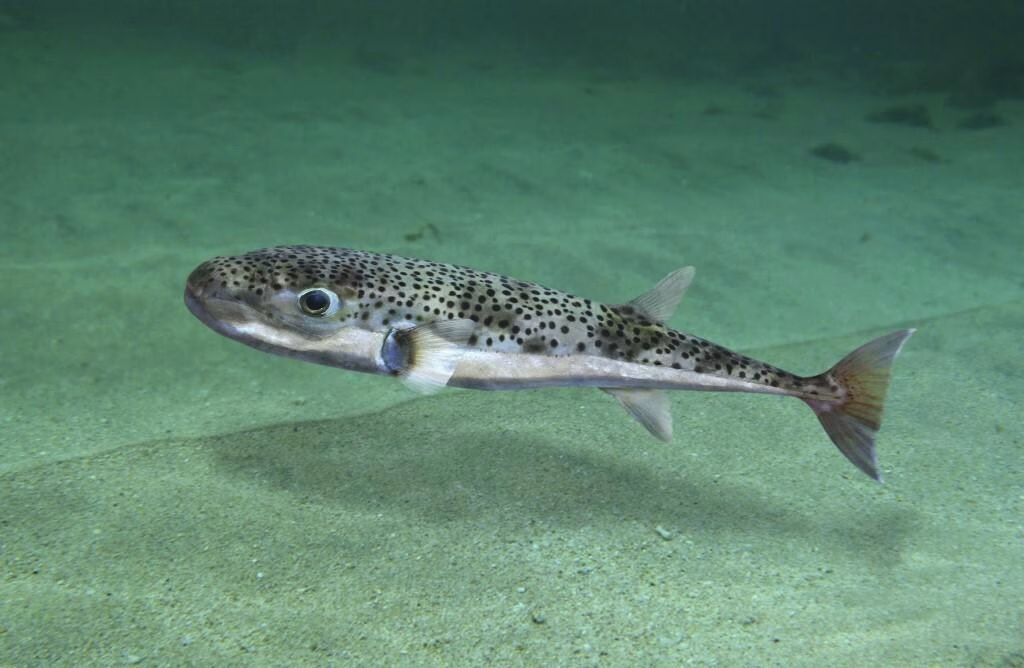 Отровна риба фатена во Јадранското Море, кој и да ја изеде може да умре