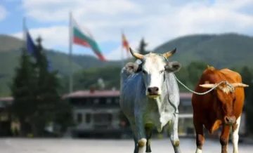 Говеда од Македонија влегле во Бугарија, властите се мислат како да постапат