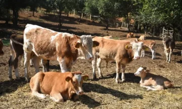 Во Крива Паланка протест заради некотролираното движење на говедата