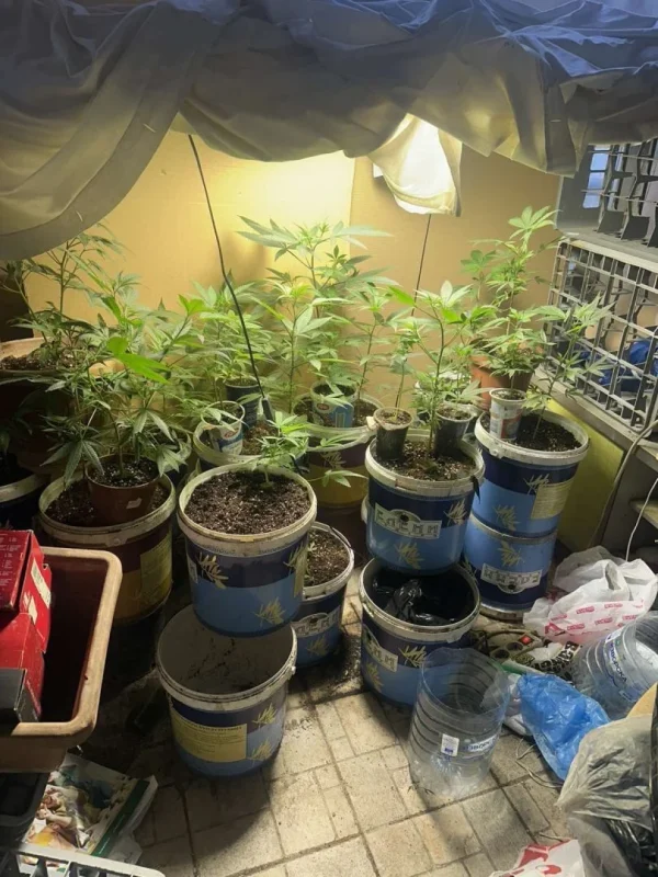 (Фото/Видео) Саксии канабис откриени во стан во Аеродром, уапсено едно лице