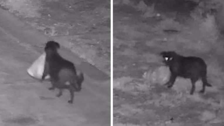 ВИДЕО Маж на Сицилија дресирал куче нелегално да фрла ѓубре