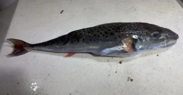 Нова закана во Јадранот: Уловена високо токсична риба кај Сплит