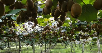 ЗАБРАНЕТ УВОЗ НА КИВИ: Инспекцијата нареди уништување на 22 тони за индустриска преработка по откривање на ларви и инсекти