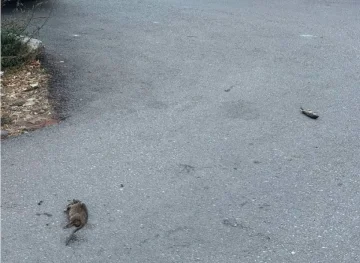(ФОТО) НАЕЗДА НА ГЛУВЦИ ВО БУЊАКОВЕЦ КАЈ „ПЕСТАЛОЦИ“: Граѓаните бараат општина Центар да реагира