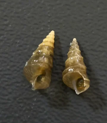 ЗАШТИТА НА КУЛТУРНОТО НАСЛЕДСТВО: Проект за истражување на фауната дното на Охридското Езеро