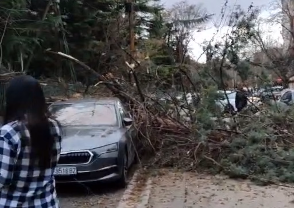 Оштетени возила: Падна дрво во близина на средното економско училиште во Кисела Вода