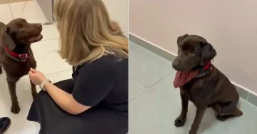 (ВИДЕО) НОВ ЧЛЕН ВО ТИМОТ КОЈ НОСИ СМИРЕНОСТ: Лабрадорот Роџер ги освои симпатиите на клиниката за Психијатрија