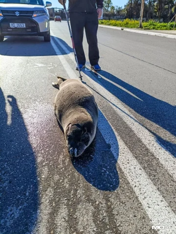 Фока прошетала по улица во централна Грција, вратена во морето со брза реакција на крајбрежната служба