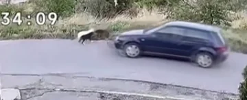 ВОЗНЕМИРУВАЧКО ВИДЕО ОД ПРОБИШТИП: Намерно залетан гази кучиња, едното починало