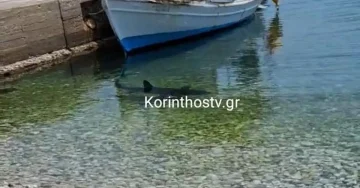 АЈКУЛА ВО БЛИЗИНА НА БРЕГОТ ВО ГРЦИЈА: Ретка појава на плажа во Коринт