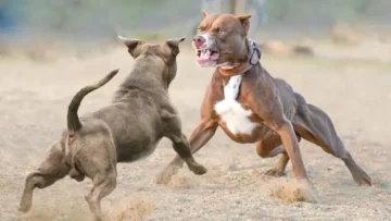 Уапсени шест лица во кумановско, организирале борби со кучиња