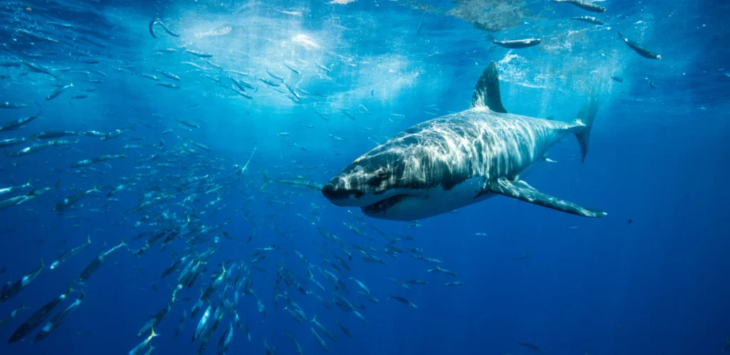 Зголемен број на напади од ајкули во Сиднеј