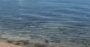 (ВИДЕО) НЕВООБИЧАЕН ПРИЗОР ВО ОХРИДСКОТО ЕЗЕРО: Кленот масовно се појави на брегот кај Подградец