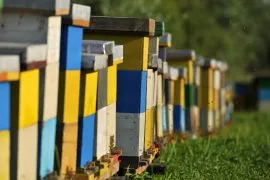 Земјите од Западен Балкан заеднички ќе работат на заштита на биодиверзитетот и обнова на деградирани екосистеми