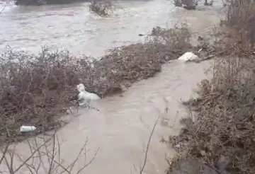 ТРАГЕДИЈА ЗА СТОЧАРСКО СЕМЕЈСТВО ДО СТРУМИЧКО: Надојдената вода од реката Тркања однесе 120 јагниња и 100 овци