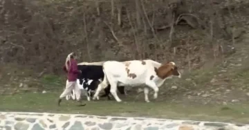 (ВИДЕО) ДРАМА ВО КРИВА ПАЛАНКА: Семејство ги брка кравите по ридовите за да ги „спаси“од инспекторите на АХВ