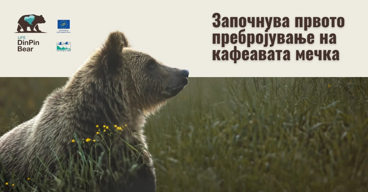 Започнува првиот национален генетски мониторинг на кафеавата мечка