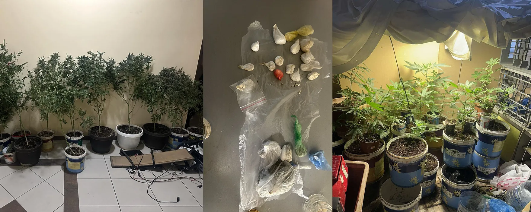 (ВИДЕО) Претрес во Скопје, пронајдена дрога и насади со канабис, лишено од слобода едно лице