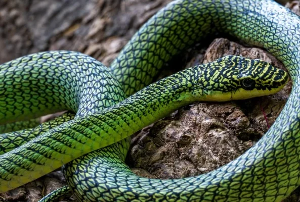 Летечки змии и нови видови: Пештерите на Камбоџа откриваат тајни на непознатата природа