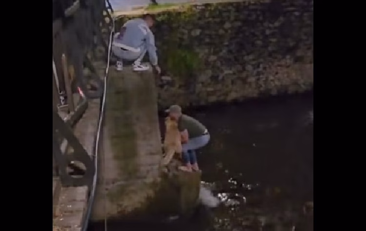 Храбри битолчани спасија златен ретривер од надојдените води на реката Драгор