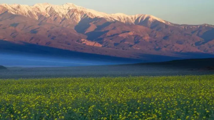 ЦВЕЌИЊА ЈА ПРЕКРИЈА ДОЛИНАТА НА СМРТТА ВО КАЛИФОРНИЈА ВО НАЈДОБРОТО ЦУТЕЊЕ ОД 2016