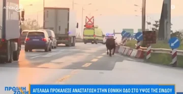 (ВИДЕО) Бик се прошета меѓу автомобилите на автопатот кај Солун