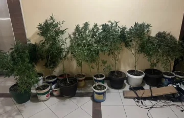 (ВИДЕО) УАПСЕН СКОПЈАНЕЦ: Во неговиот дом во Аеродром пронајдени 41 саксија канабис