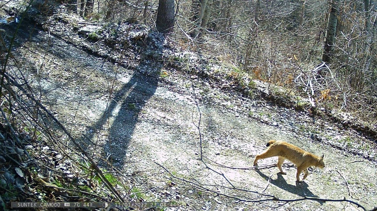 Национален парк Шар Планина : Регистрирани две нови единки на балкански рис
